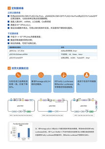 病毒包裝相關(guān)試劑盒與一站式服務(wù) 為科研保駕護(hù)航